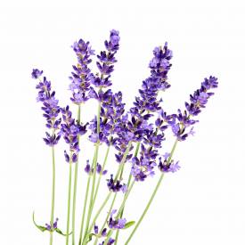 Lavender (French/fine) essential oil